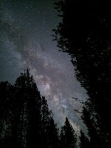 starlit sky with silhouette of trees