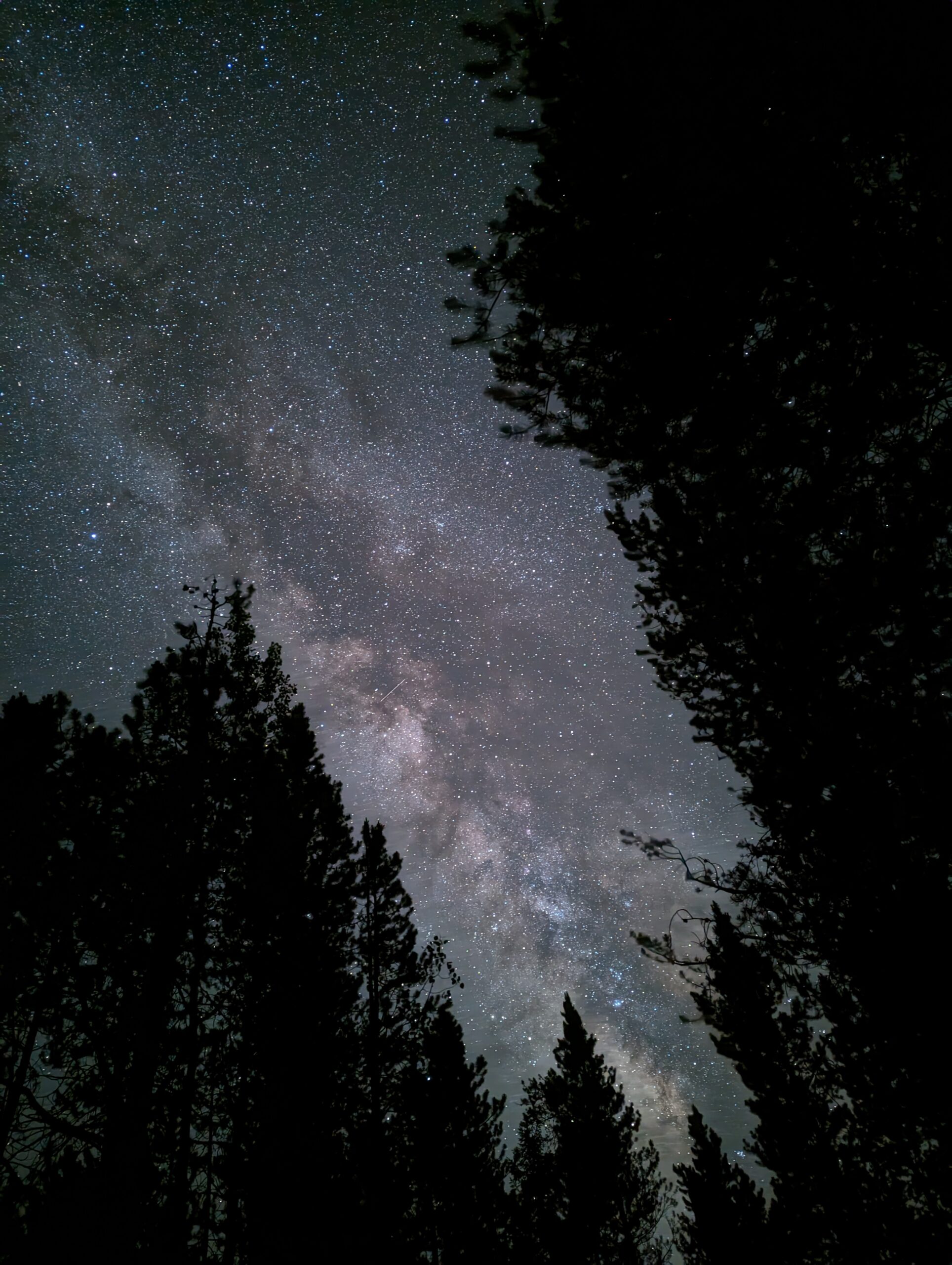 PXL_20230715_060812403.NIGHT(1) starlit sky with silhouette of trees