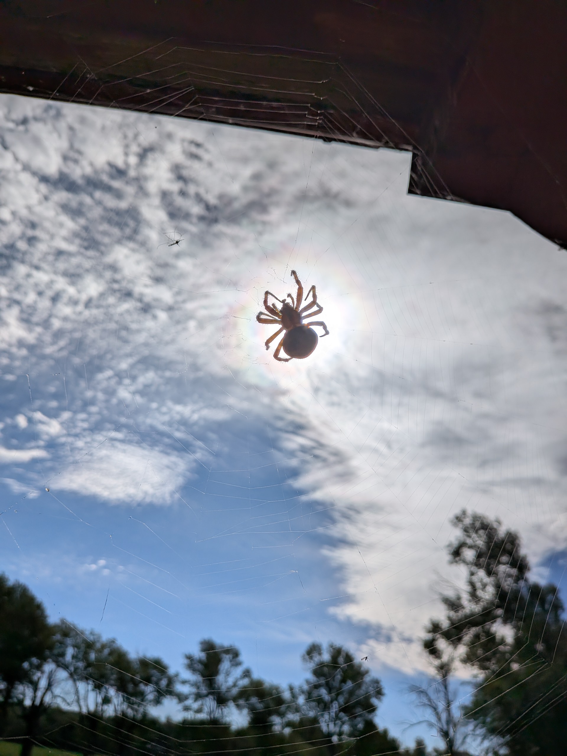 spider on web