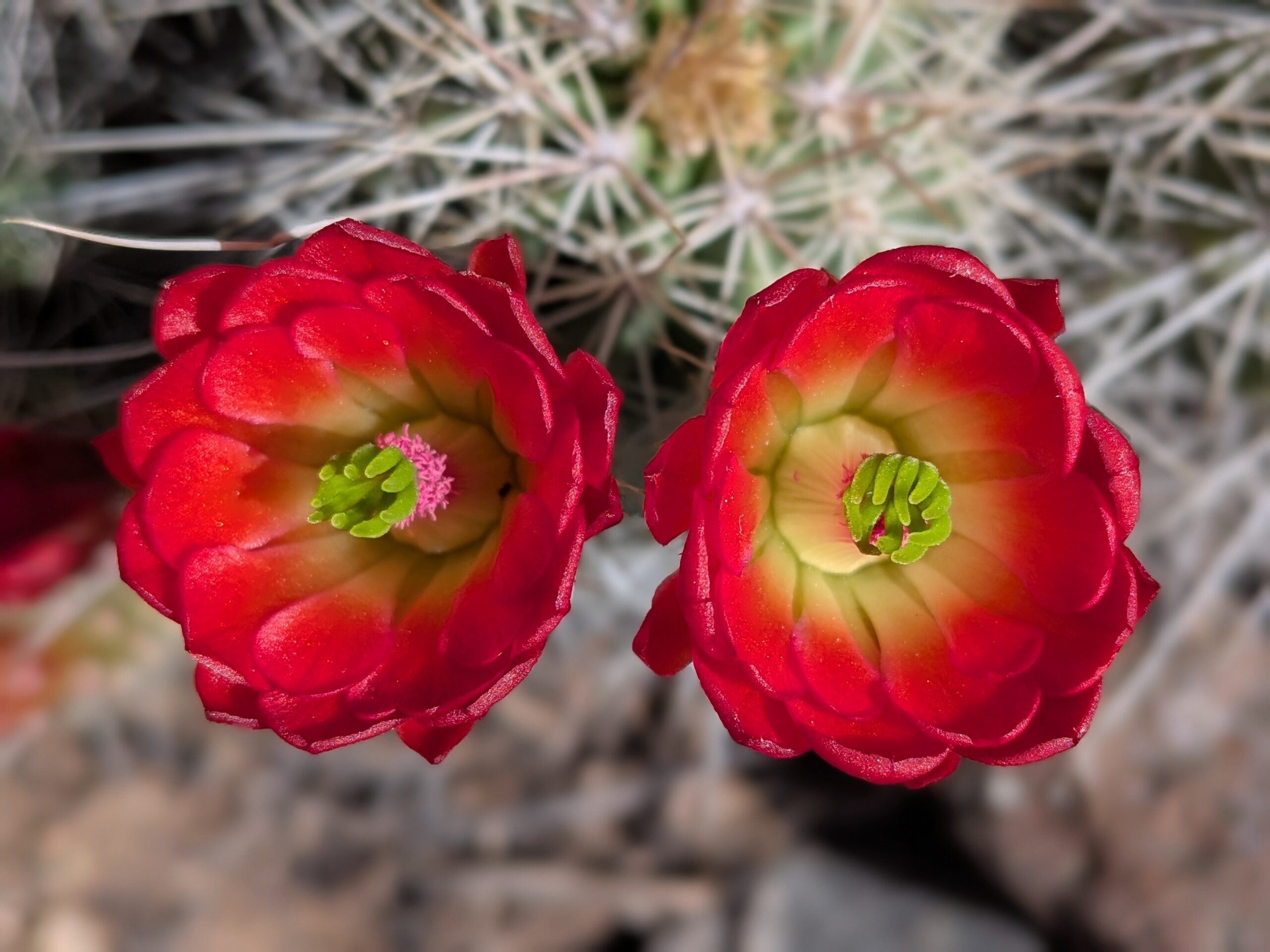 PXL_20260430_180413279.PORTRAIT Photo of bright orange-red cactus flower pair