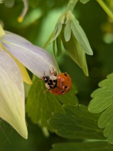 PXL_20260515_211004270.PORTRAIT Ladybug on flower petal