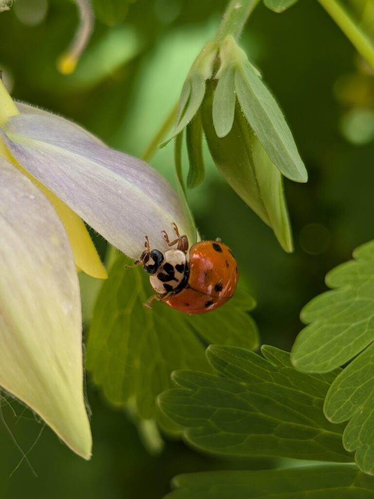 PXL_20260515_211004270.PORTRAIT Ladybug on flower petal