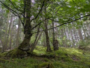 PXL_20250705_221303928(1)